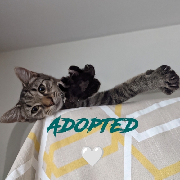 Meet your Posher, Purrmikitty - Picture 14 of 17